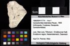 Foto (Objket + Etiketten) von Goniodromites polyodon (Reuss, 1858) 